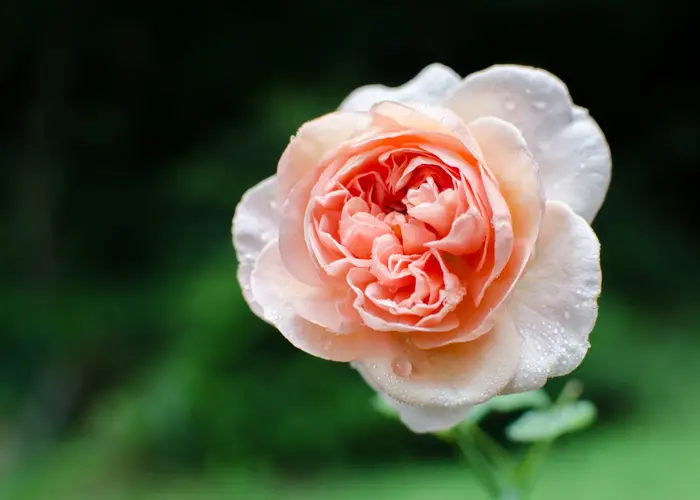Roses 'Boscobel'