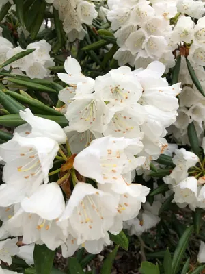 rhododendron golfer Golfer  Singing Tree Gardens Nursery