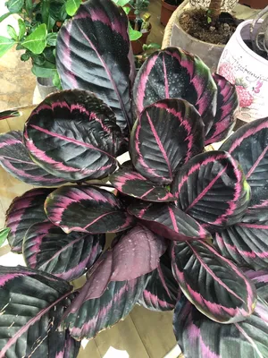 How to Grow and Care for Rose-Painted Calathea 'Little Princess'