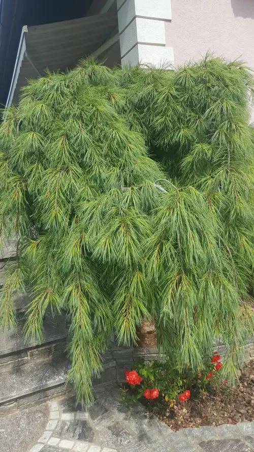 Eastern white pine 'Pendula'