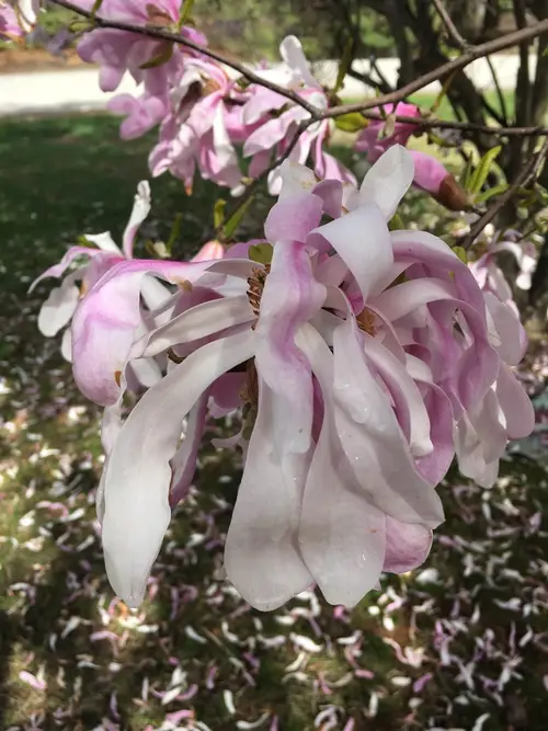 Star magnolia 'Waterlily'