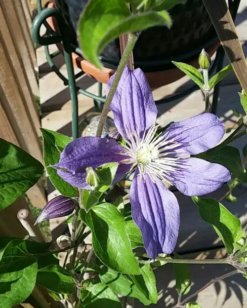 Solitary clematis 'Juuli'