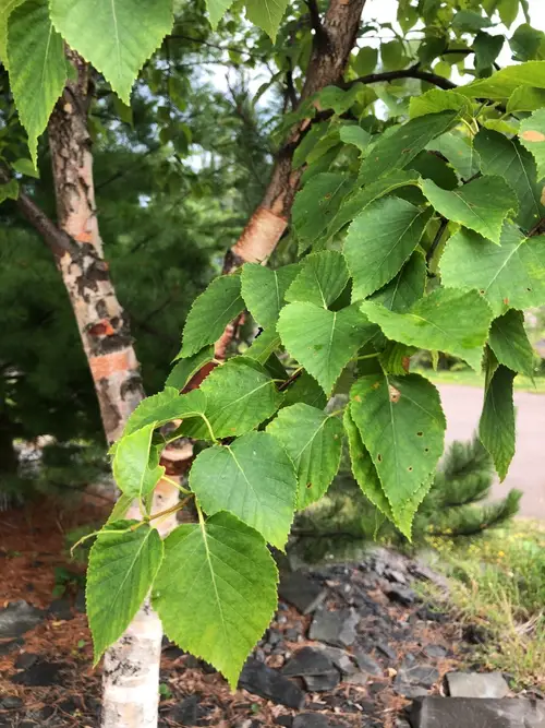 Heart-leaved paper birch