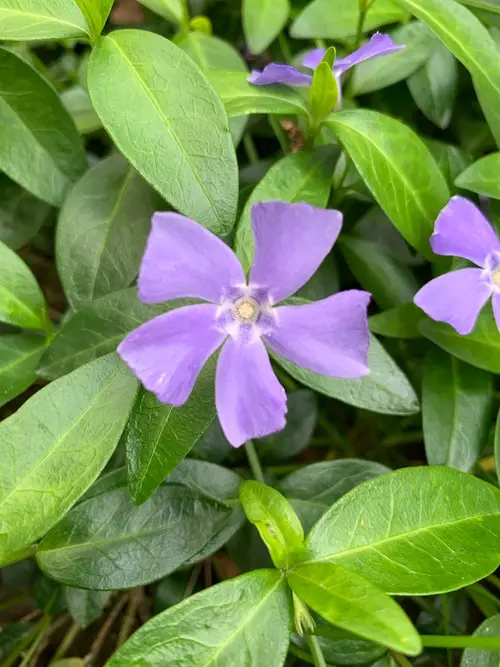 Common periwinkle 'Bowles's Variety'