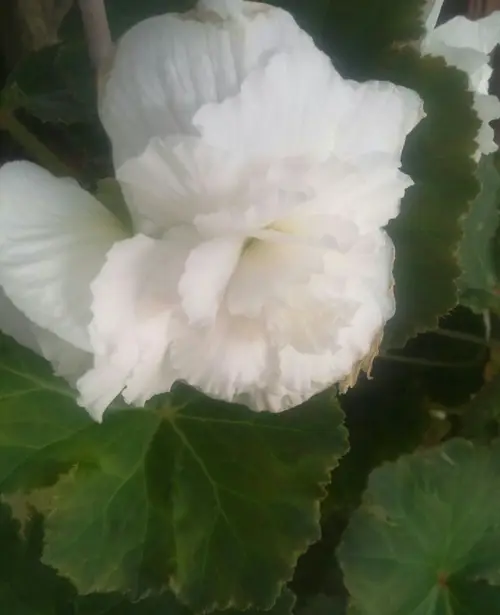 Begonia × tuberhybrida 'Ruffled White'