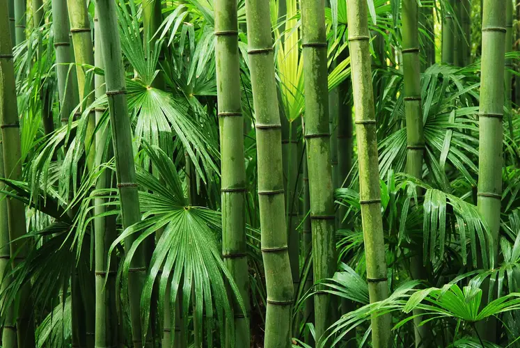 Bambusa dolichoclada