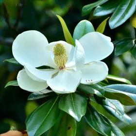 Magnolia (sempreverde) grandiflora François Treyve VASO 28 - Pistoia Verde