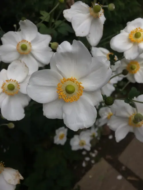 Anemone × hybrida 'Honorine Jobert'