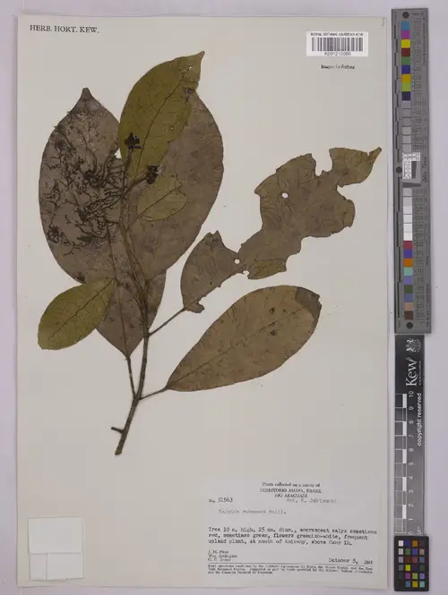 Sagotia racemosa