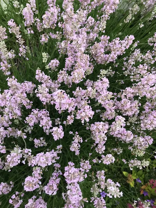 English lavender 'Rosea'