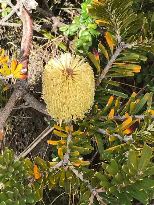 Banksia plateada