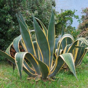 アオノリュウゼツラン黄覆輪 (Agave americana 'Variegata') - PictureThis