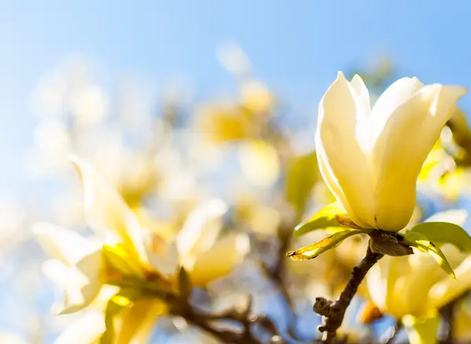 Magnolias 'Solar Flair'