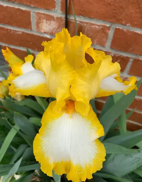 Bearded iris 'Fringe of Gold'