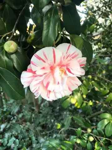 Japanese camellia 'Tricolor'