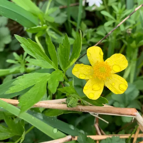 Bristly buttercup