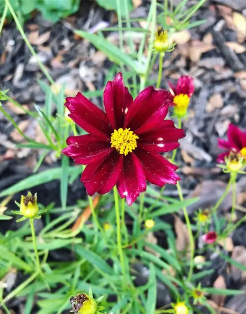 Coreopsis 'Red Elf'