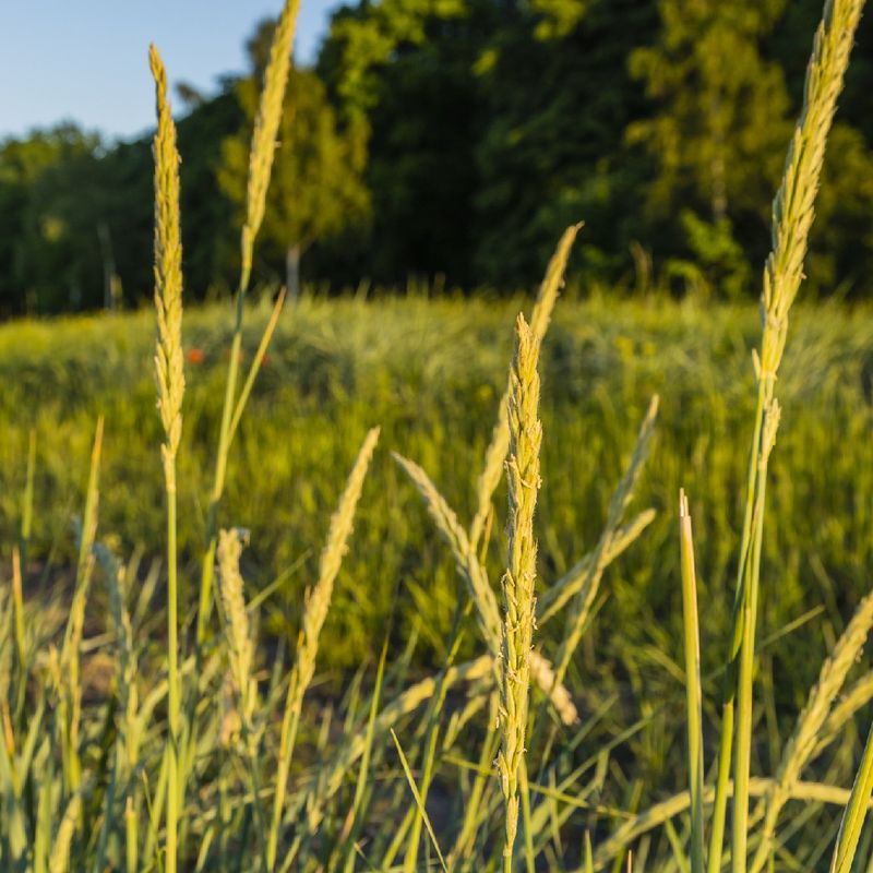Discover the Remarkable Benefits of Basin wild rye for Your Landscape ...