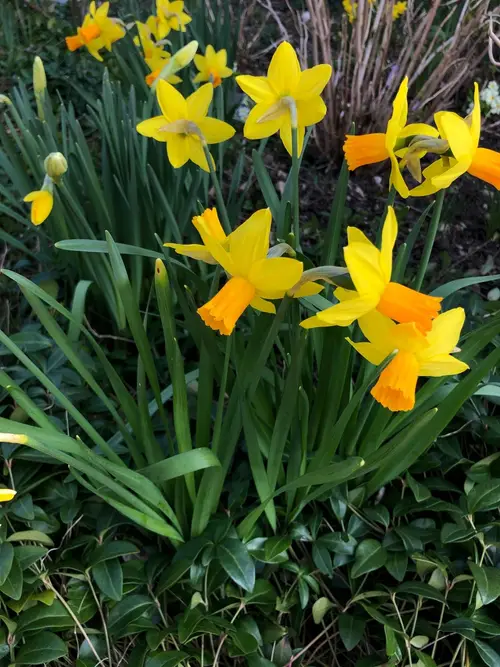 Cyclamen-flowered daffodil 'Jetfire'