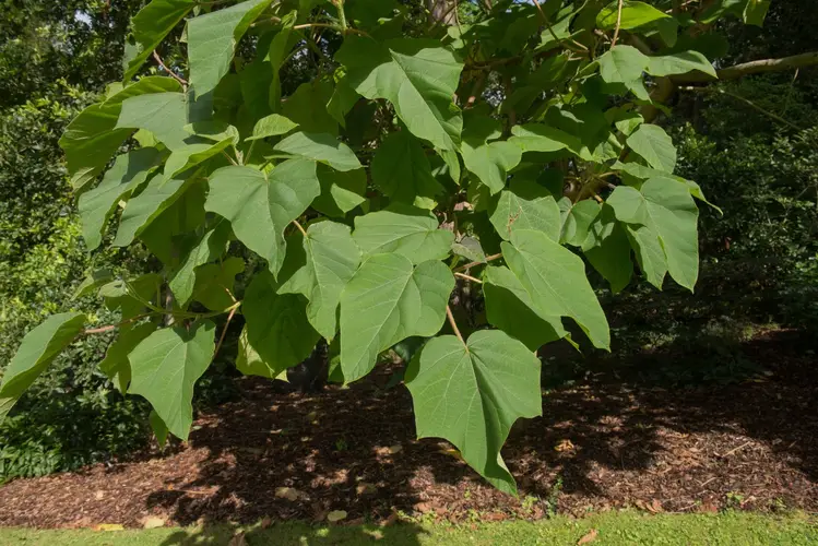 Environnement idéal à la plantation d'arbre paulownia