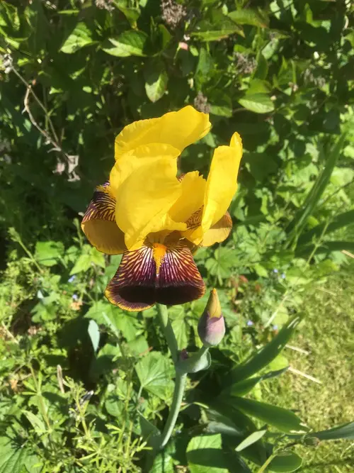 Iris × germanica 'Rajah'