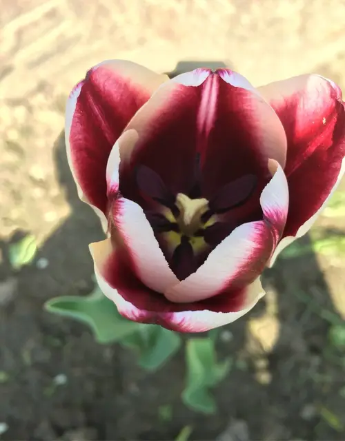 Tulips 'Fontainebleau'