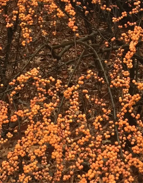 Common winterberry 'Winter Gold'