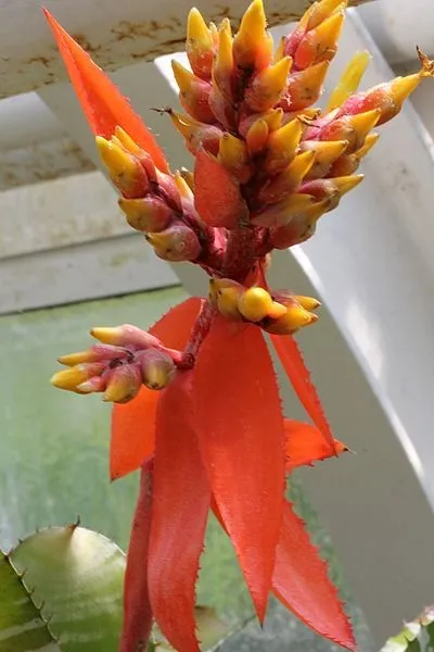 Amazonian zebra-plant - Aechmea chantinii (Care, Characteristics, Flower,  Images)
