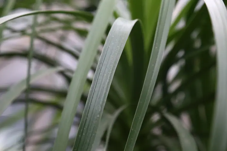 Ponytail palm