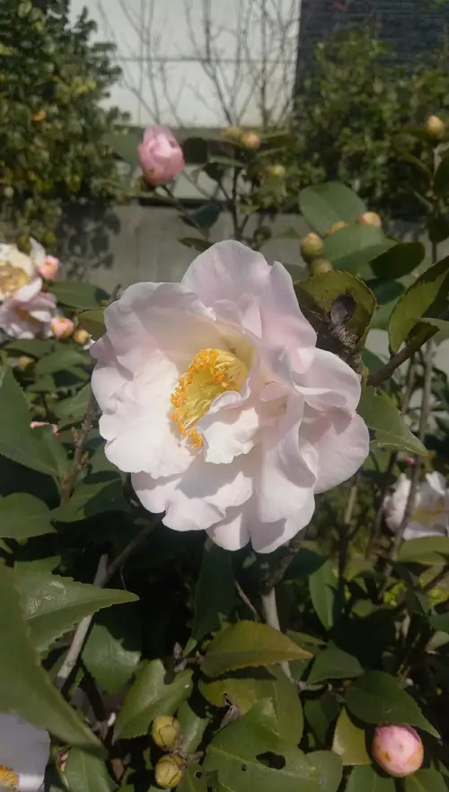 Japanese camellia 'Mrs D.W. Davis'