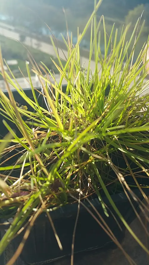 Smut grass