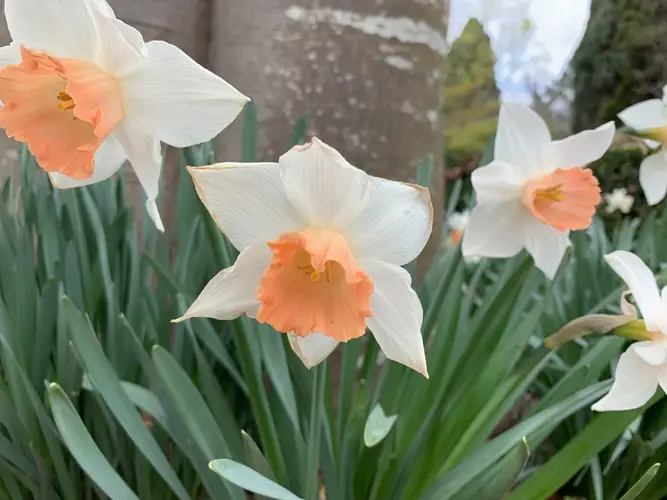 Daffodils 'Accent'
