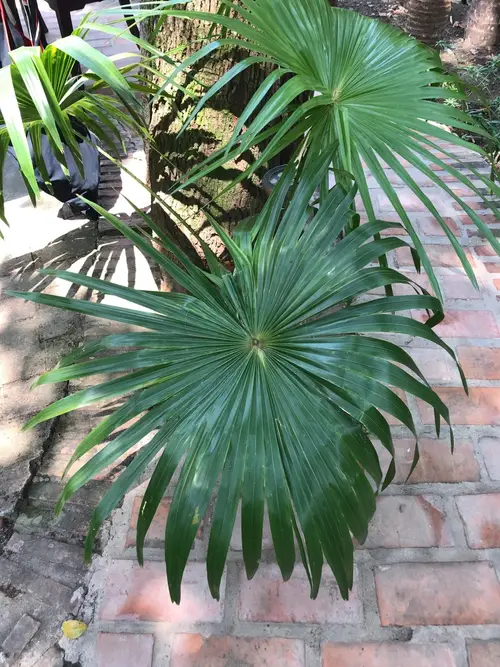 Флоридская соломенная пальма