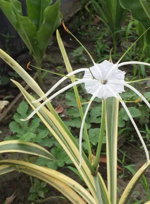 How to Grow and Care for Caribbean spiderlily 'Variegata'