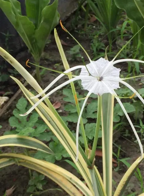 Caribbean spiderlily 'Variegata'