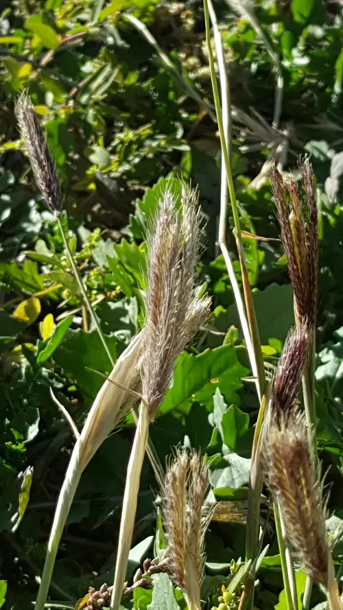 Feathery rhodes grass