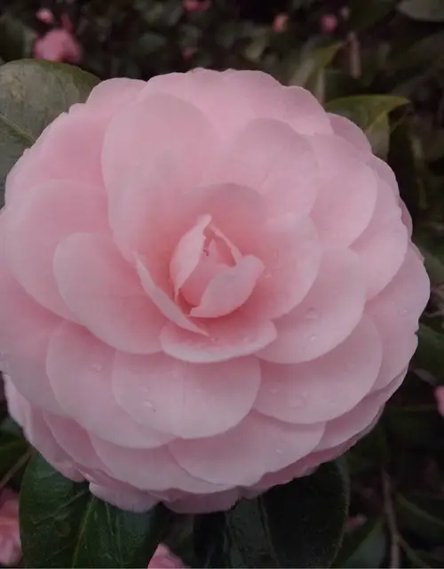 Camellia × williamsii 'Water Lily'