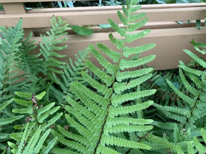 Tokyo wood fern