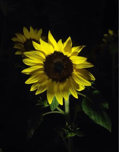 Sunsation Yellow Sunflower