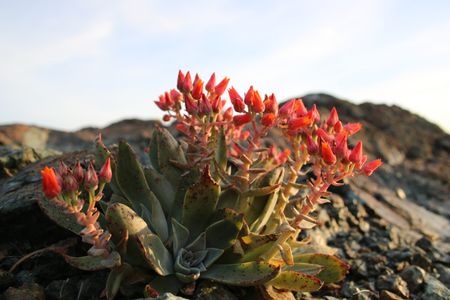 How to Grow and Care for Lanceleaf liveforever
