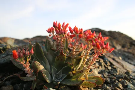 How to Grow and Care for Lanceleaf liveforever