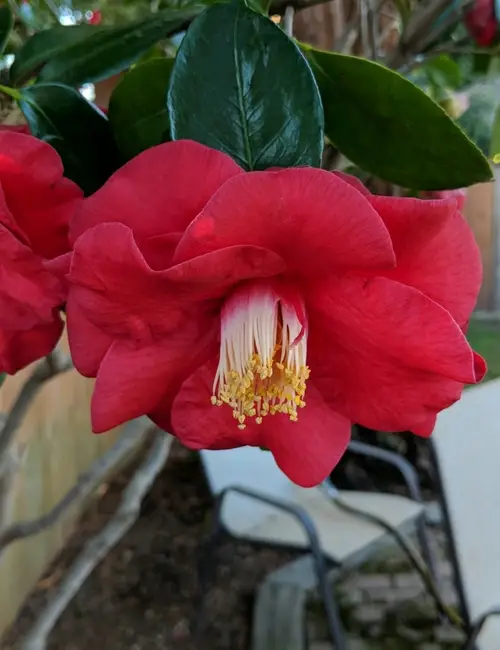 Japanese camellia 'Bob Hope'