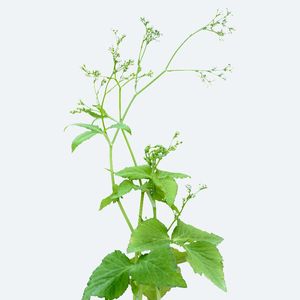 三つ葉あ ミツバ（三つ葉 ） (Cryptotaenia canadensis) - PictureThis