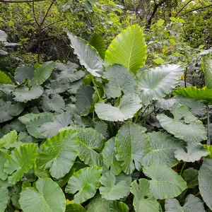 silvery ann pothos Scindapsus pictus 'Silvery Ann' – High-Silver Variegated Vine main image 0