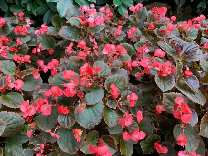Begonia 'Expresso Scarlet'