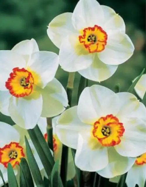 Daffodils 'Merlin'
