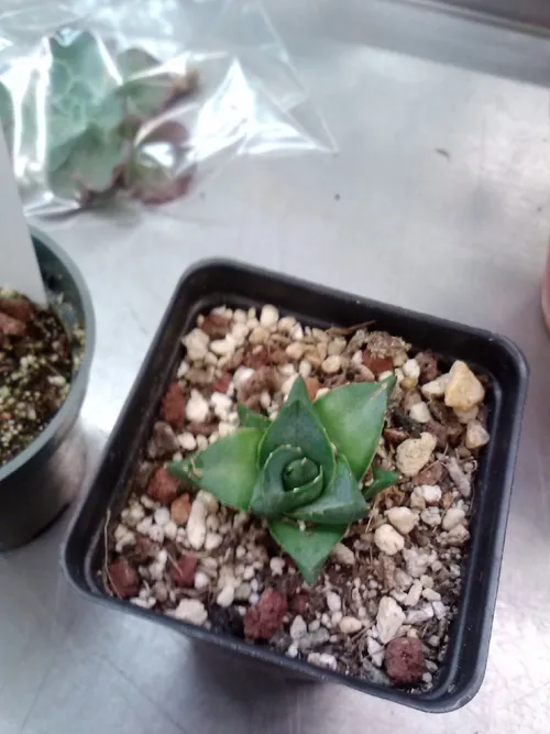 pflanze agave Agave convallis SAMEN
