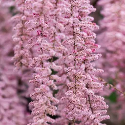 cut flower seeds Burpee Seed Tape Cut Garden Flower Mix 49993  Good's Store Online