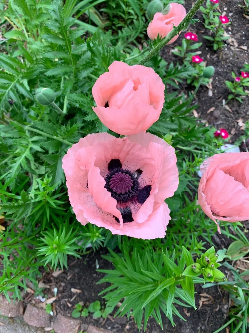 Entdecken Sie die Vorteile von Trkischer Mohn 'Turkish Delight': Ein  Gartenliebling fr lebendige Farben und mehr