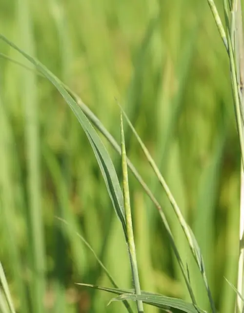 Guinea-fowl grass